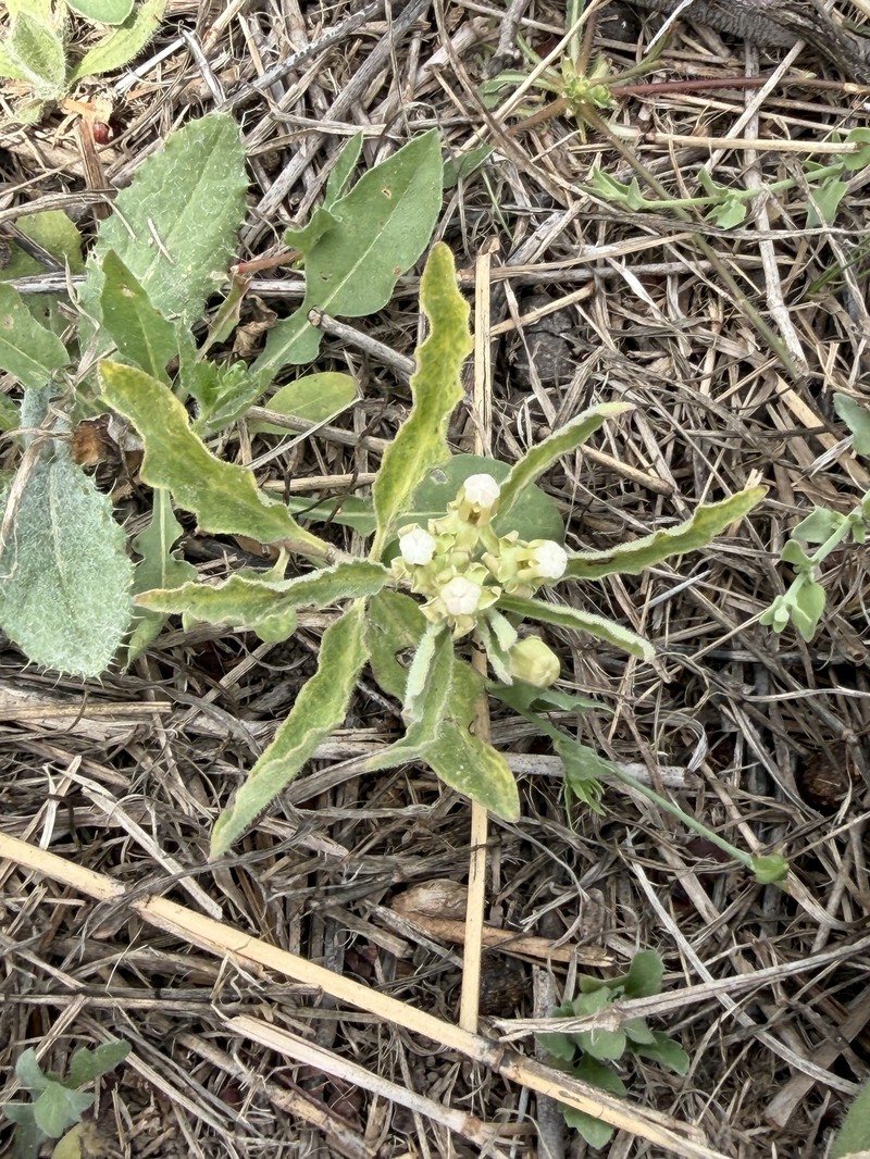 Asclepias bartlettiana