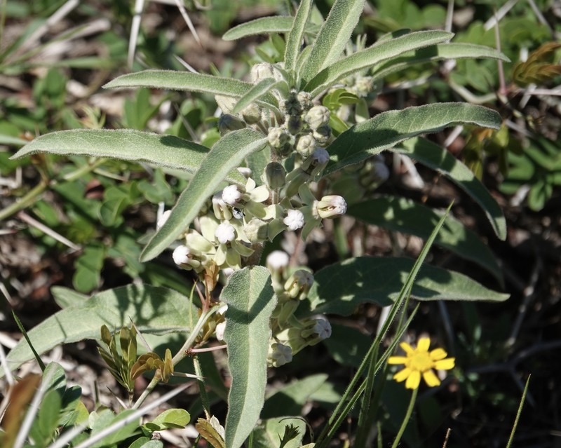 Asclepias bartlettiana photo 2