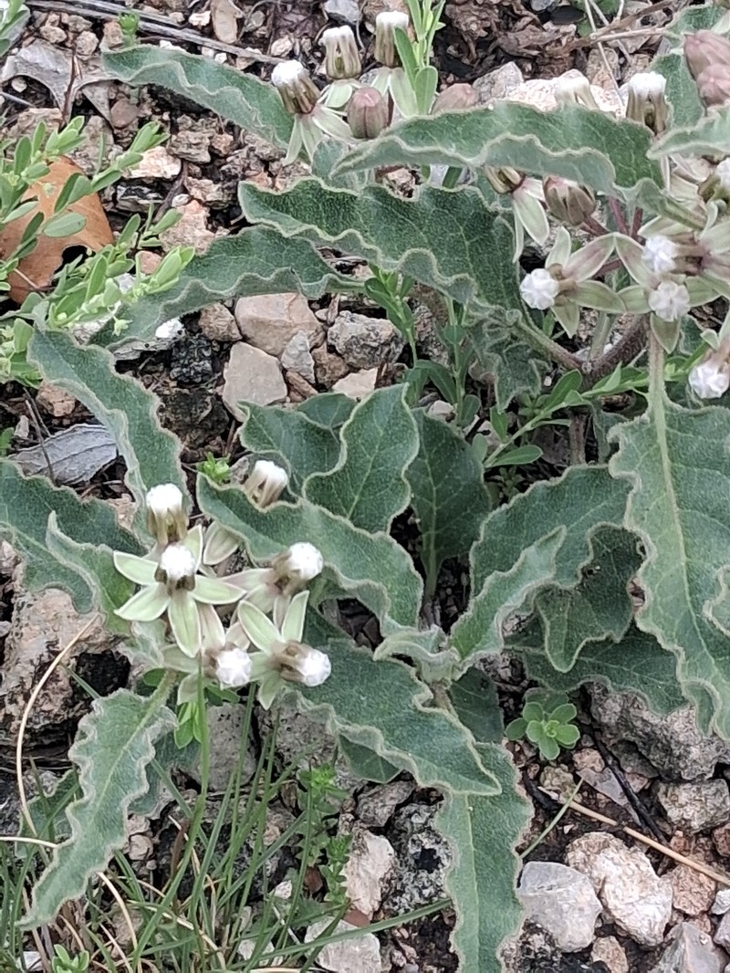 Asclepias bartlettiana photo 3