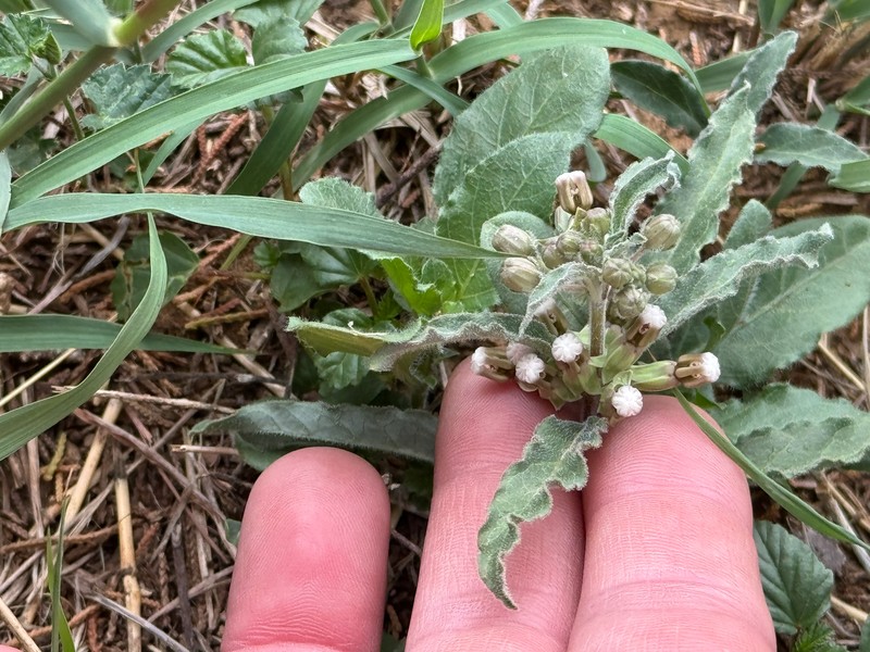 Asclepias bartlettiana photo 4