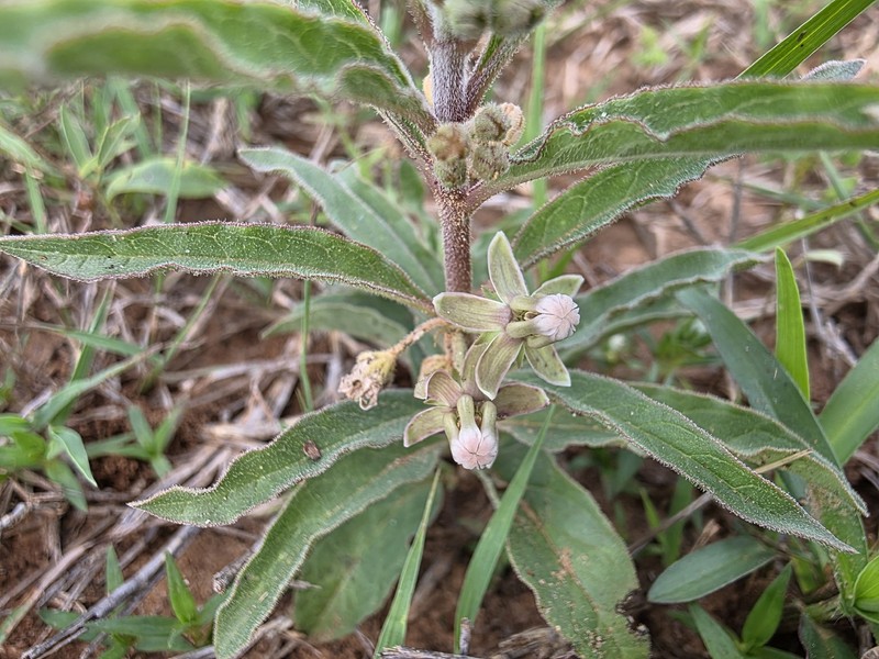 Asclepias bartlettiana photo 8
