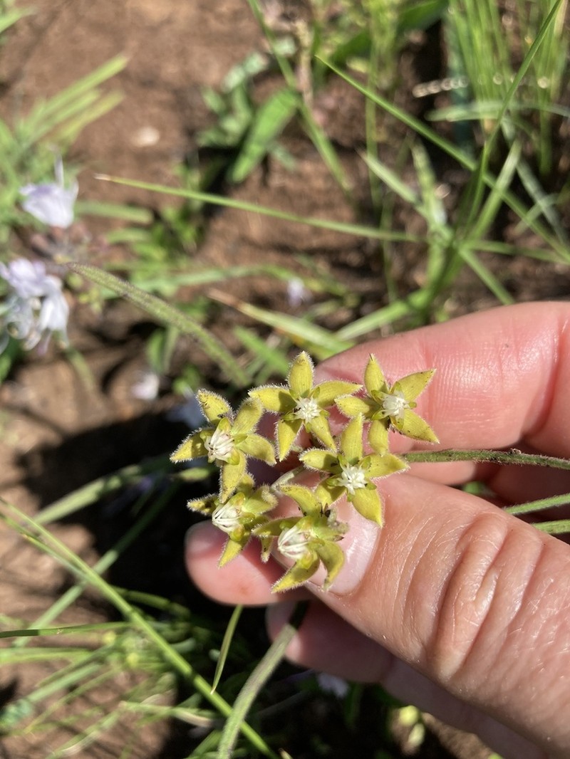 Asclepias bicuspis photo 2