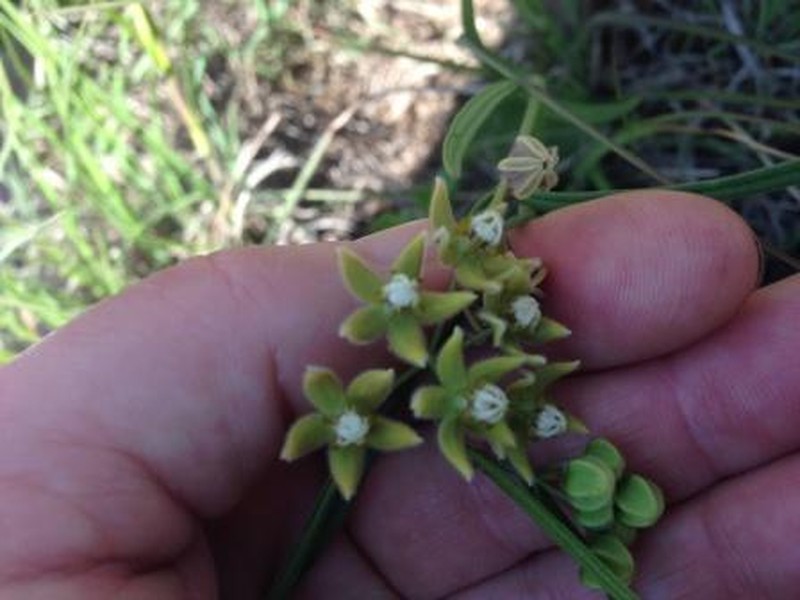 Asclepias bicuspis photo 3