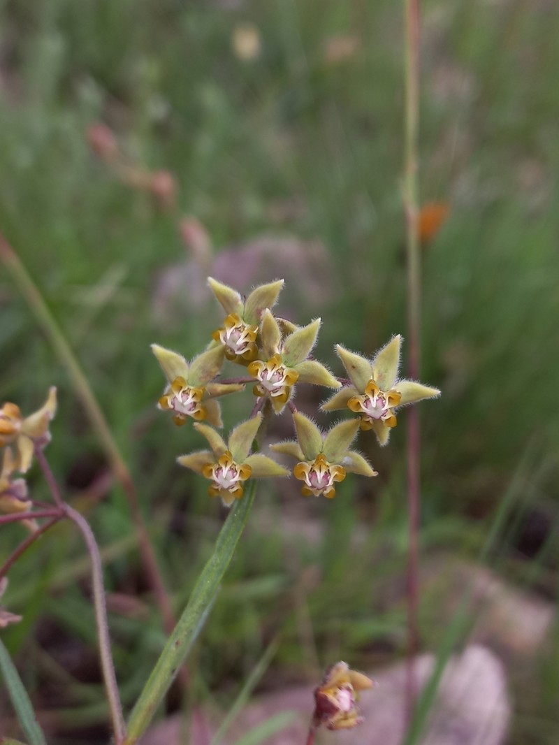 Asclepias bicuspis photo 4