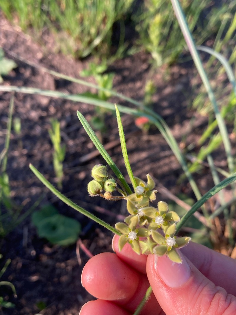 Asclepias bicuspis photo 6