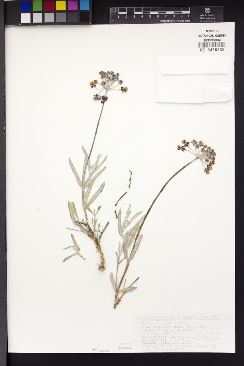 Asclepias bifida