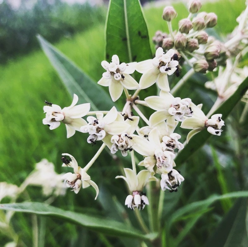 Asclepias boliviensis