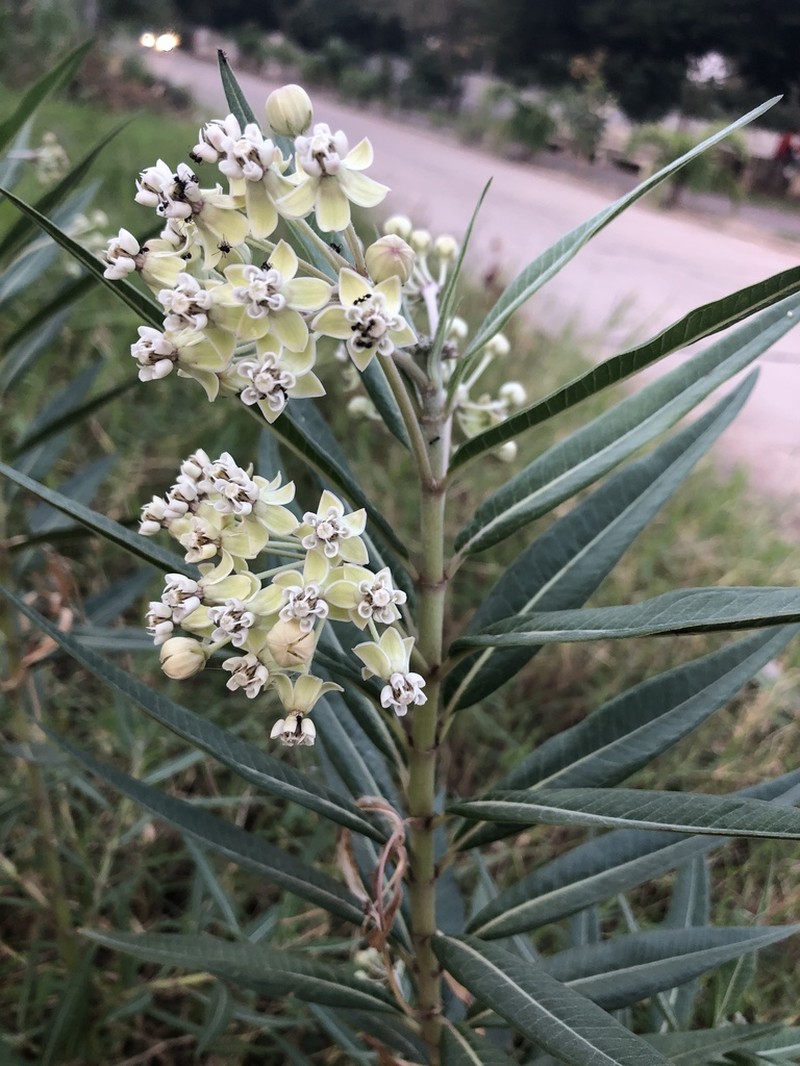 Asclepias boliviensis photo 2