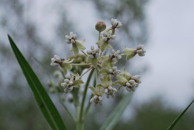 Asclepias boliviensis photo 3