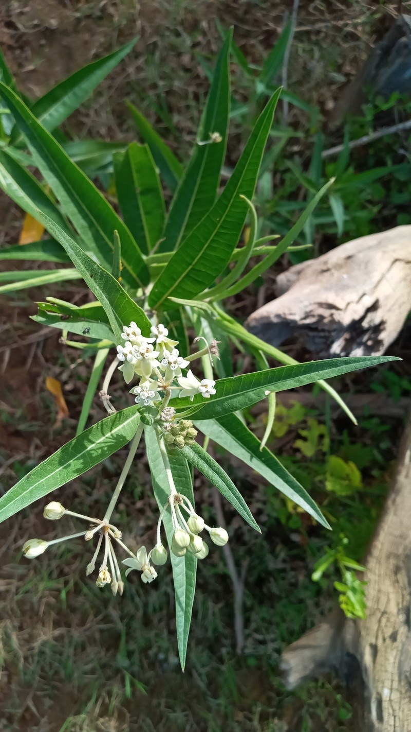 Asclepias boliviensis photo 5