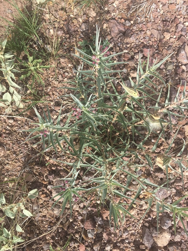 Bract Milkweed