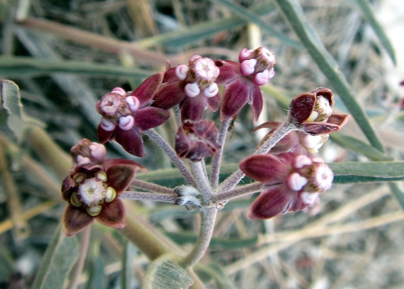 Bract Milkweed photo 2
