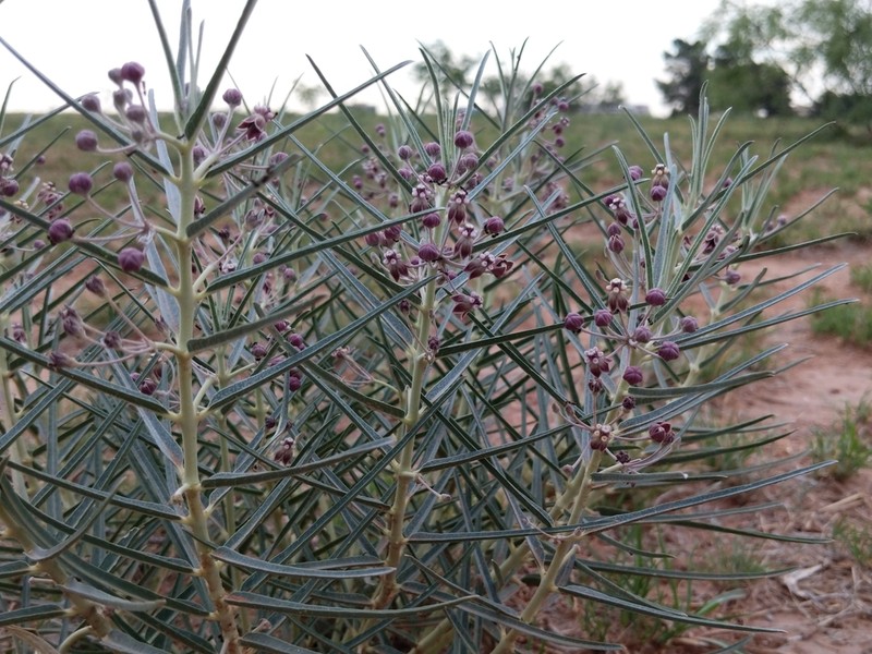 Bract Milkweed photo 3