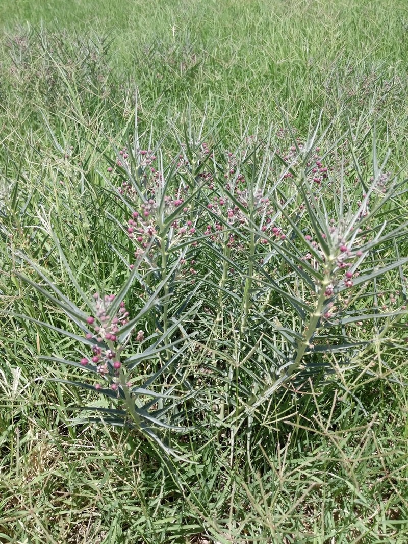 Bract Milkweed photo 5