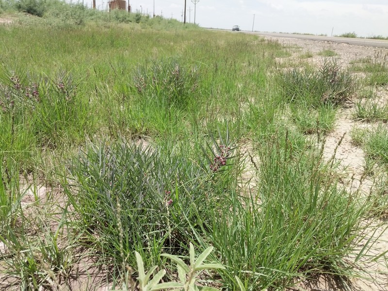 Bract Milkweed photo 6