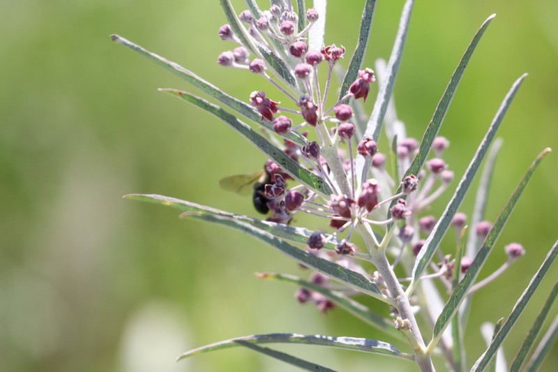 Bract Milkweed photo 7