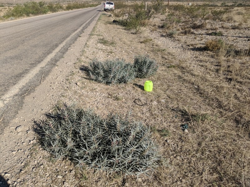 Bract Milkweed photo 8