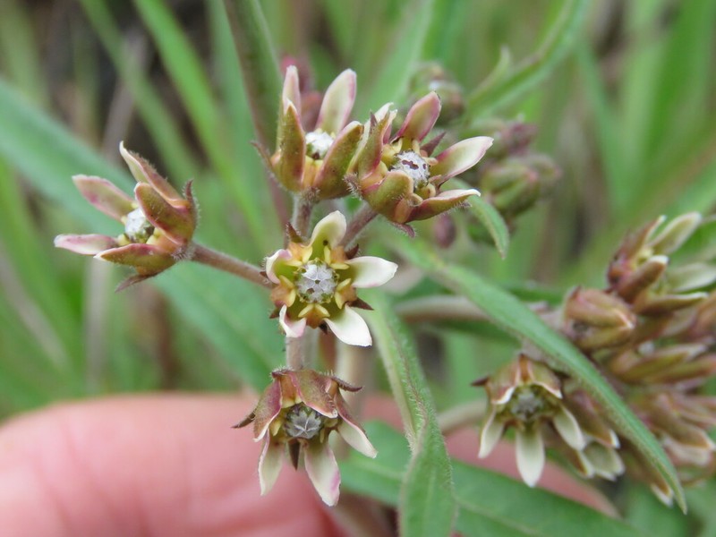 Asclepias breviantherae