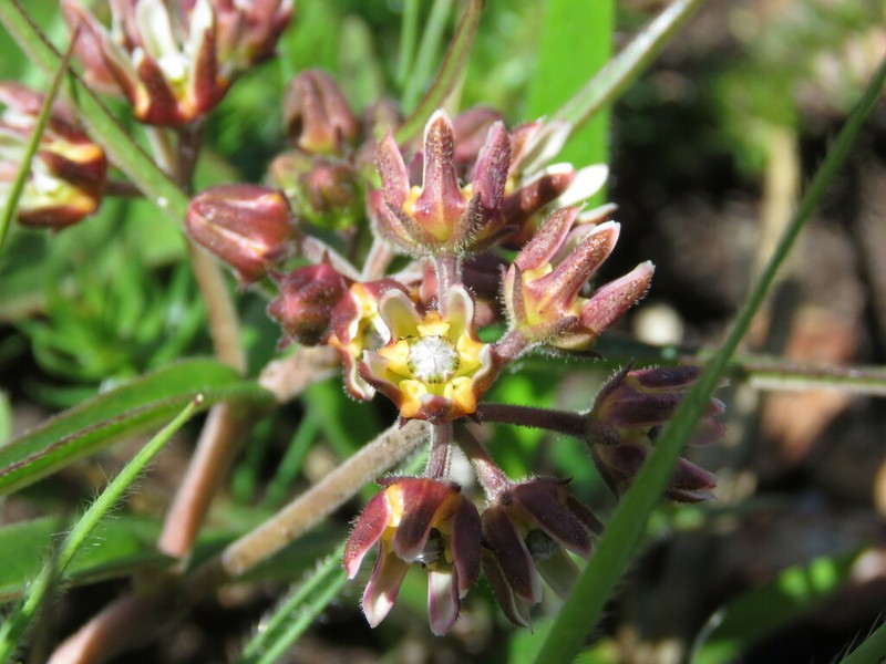 Asclepias breviantherae photo 2