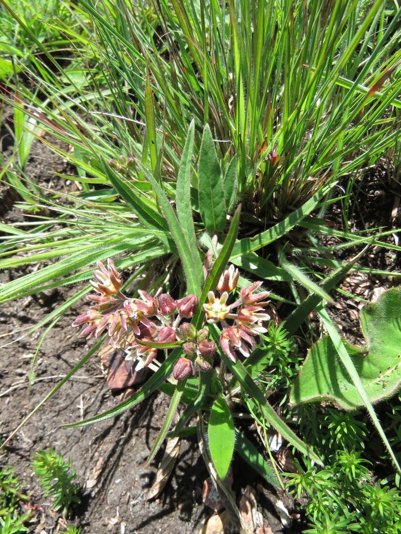 Asclepias breviantherae photo 5
