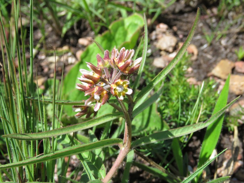 Asclepias breviantherae photo 6