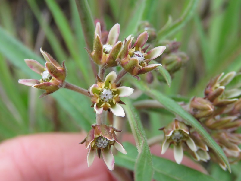 Asclepias breviantherae subsp. breviantherae photo 4