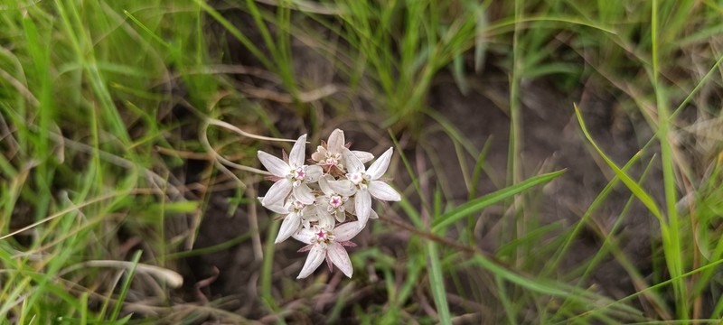 Asclepias brevicuspis