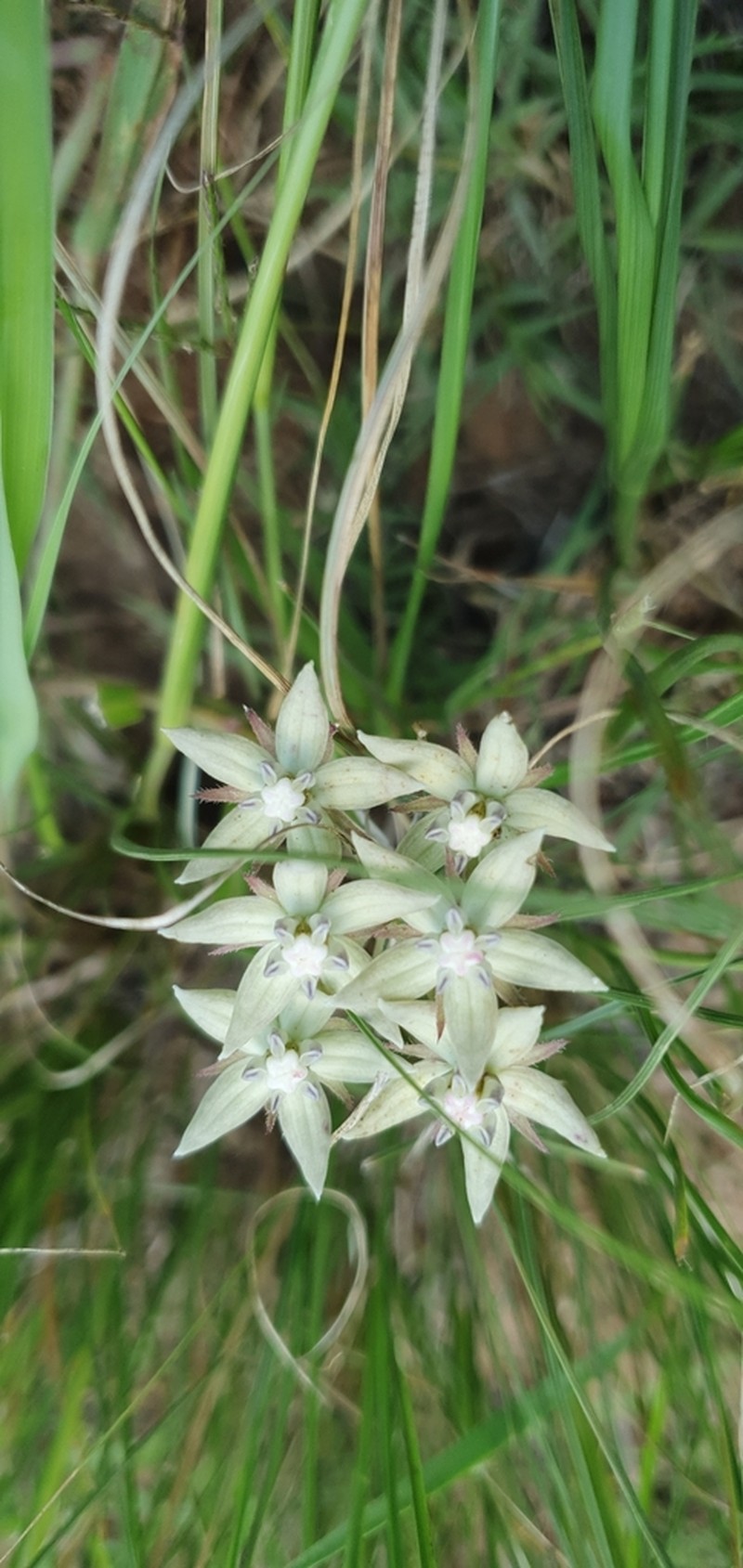 Asclepias brevicuspis photo 2