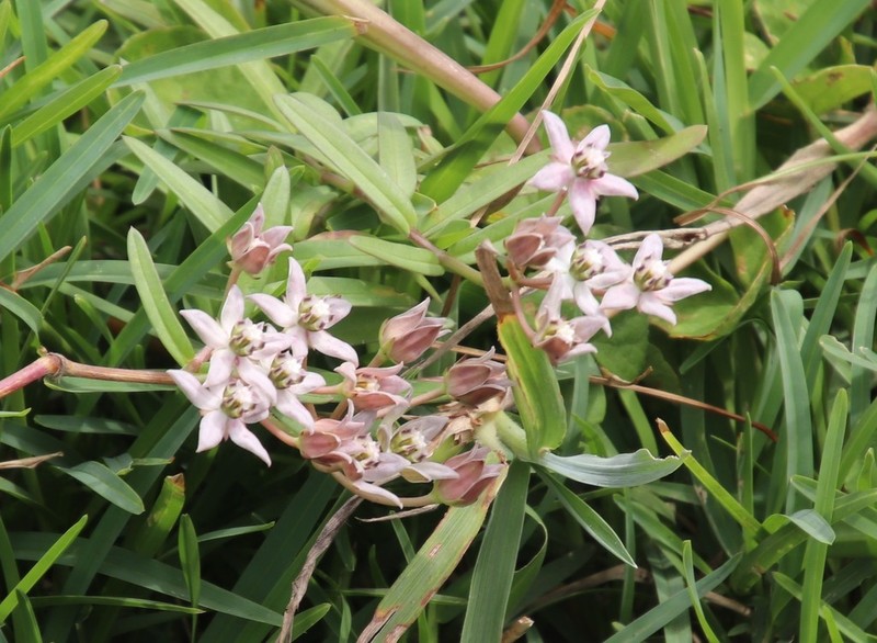 Asclepias brevicuspis photo 3
