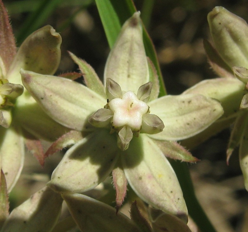 Asclepias brevicuspis photo 4