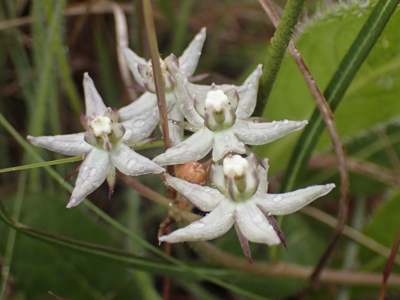 Asclepias brevicuspis photo 5