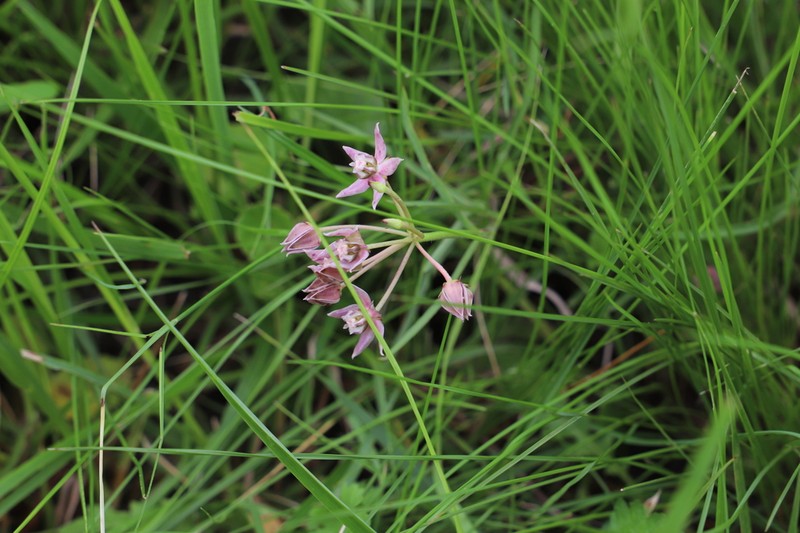 Asclepias brevicuspis photo 6