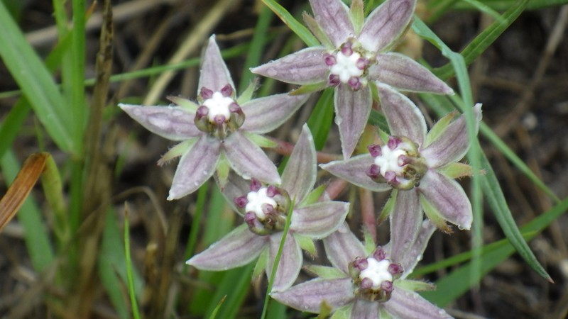 Asclepias brevicuspis photo 7