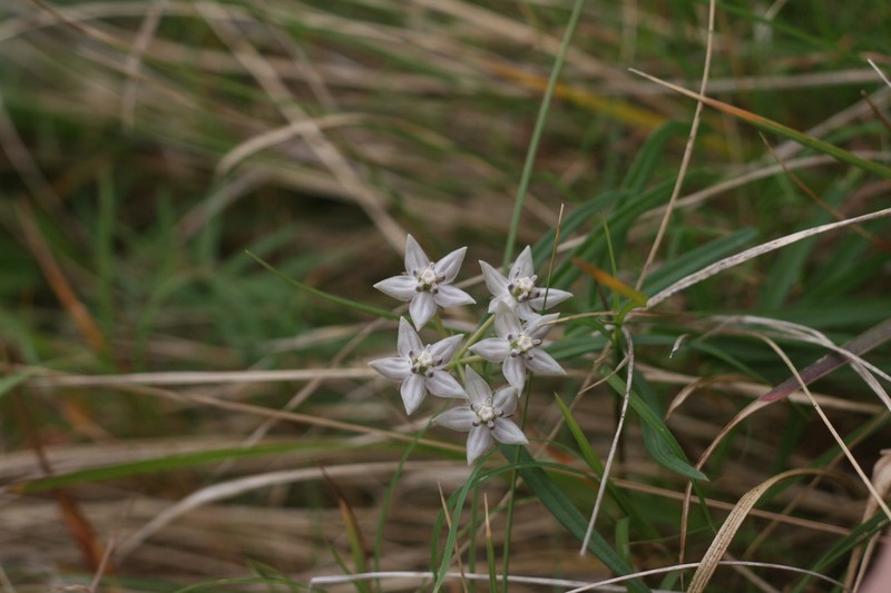 Asclepias brevicuspis photo 8