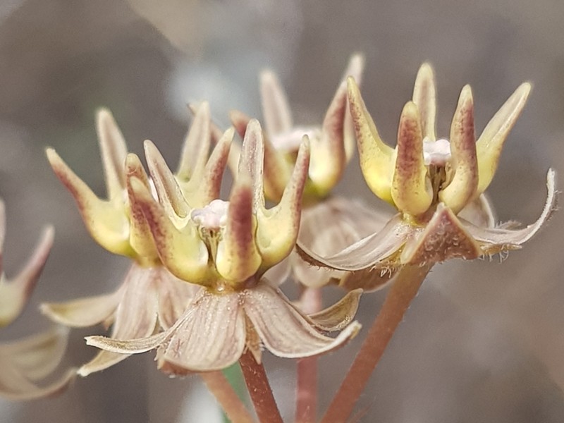 Asclepias brevipes