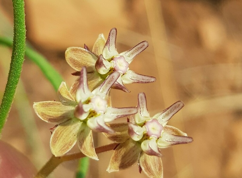 Asclepias brevipes photo 2