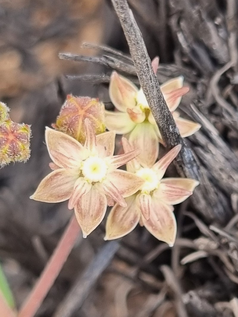 Asclepias brevipes photo 3