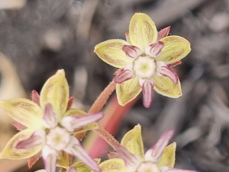 Asclepias brevipes photo 4