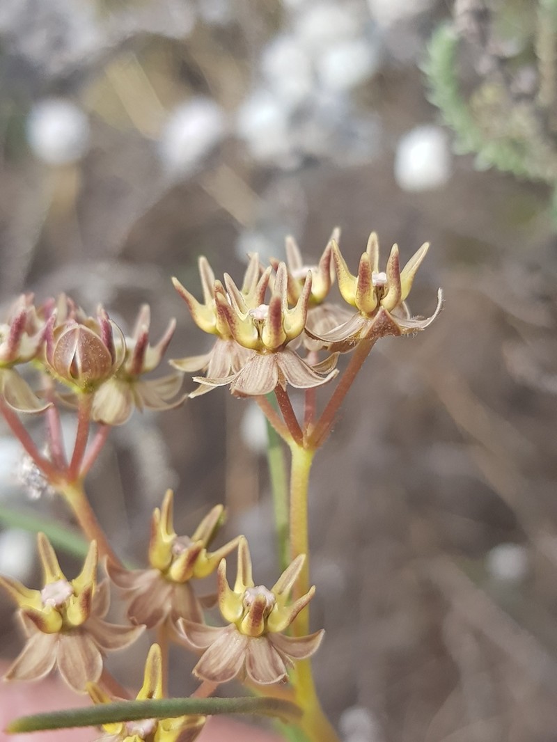 Asclepias brevipes photo 5