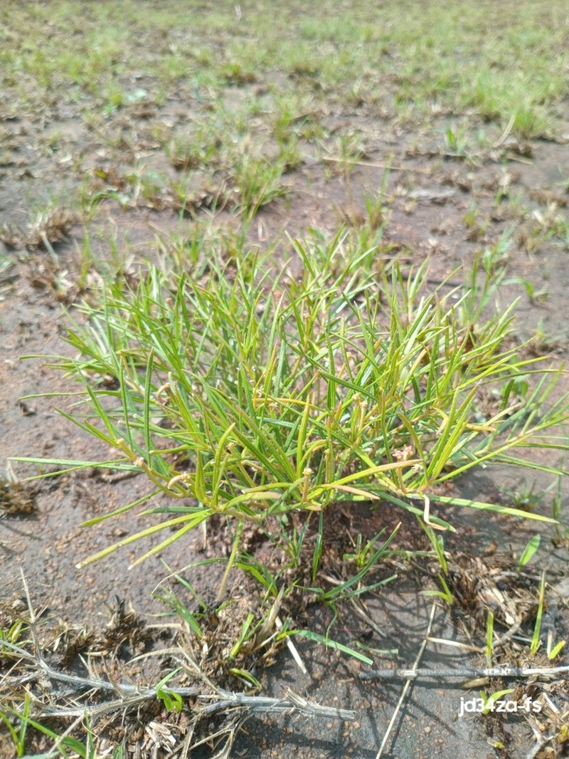 Asclepias brevipes photo 6