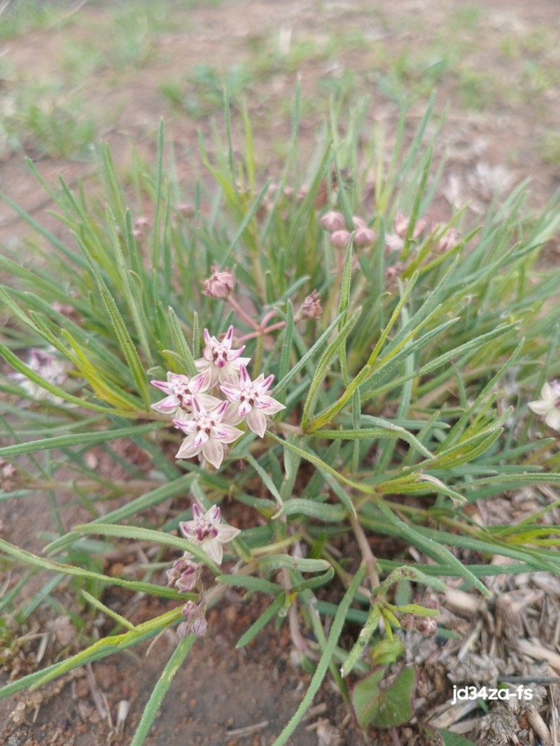 Asclepias brevipes photo 7