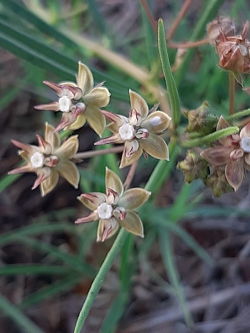 Asclepias brevipes photo 8