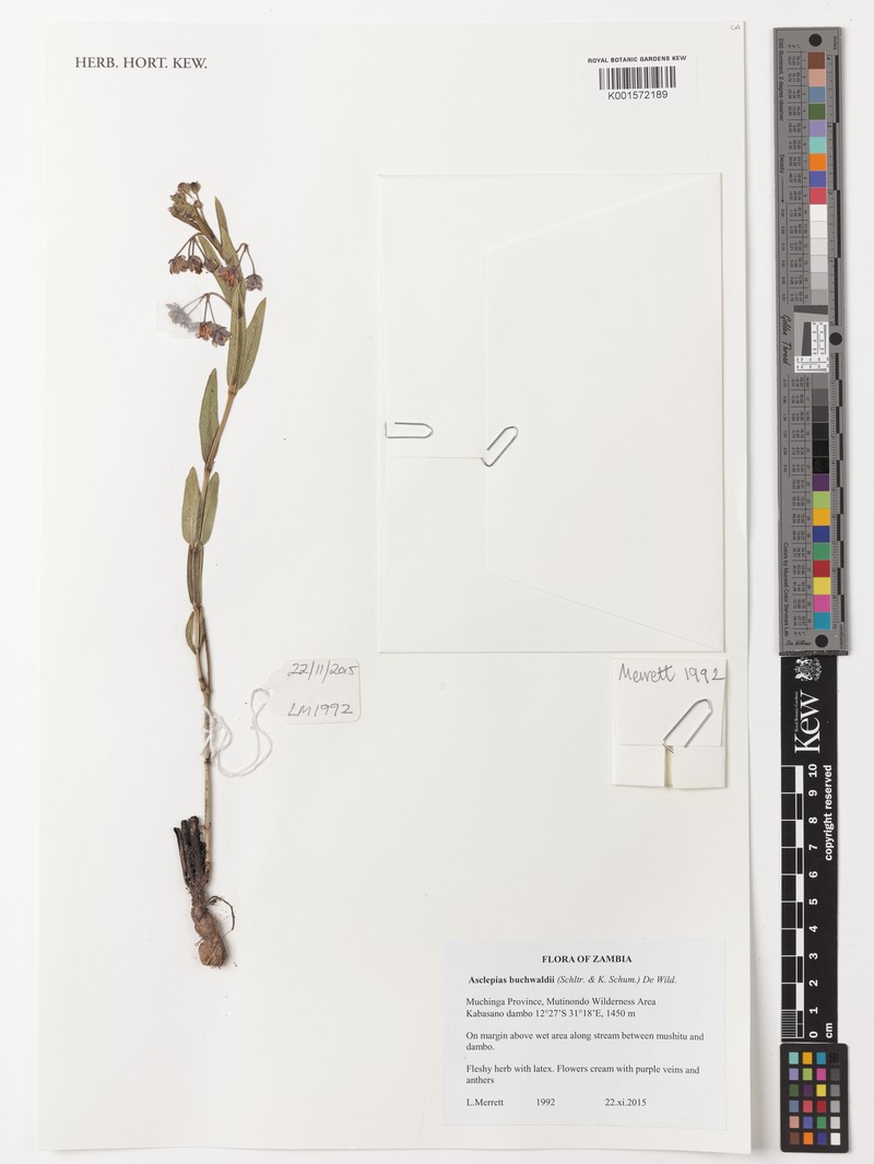 Asclepias buchwaldii