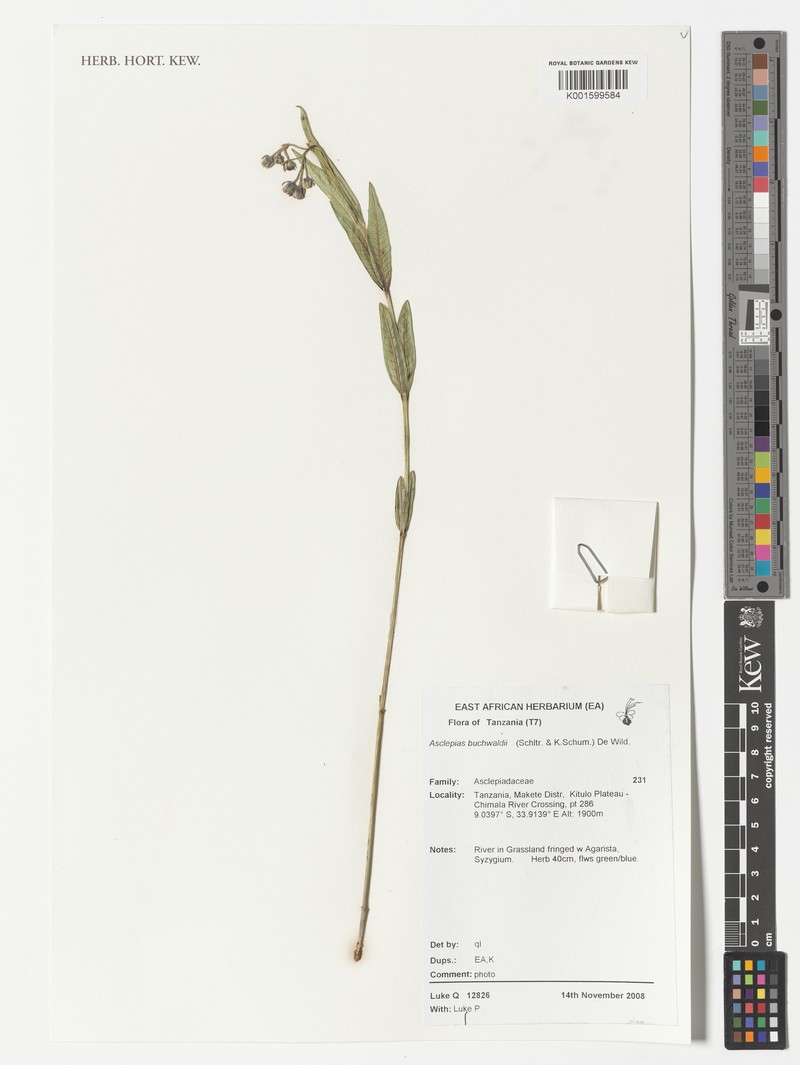 Asclepias buchwaldii photo 3