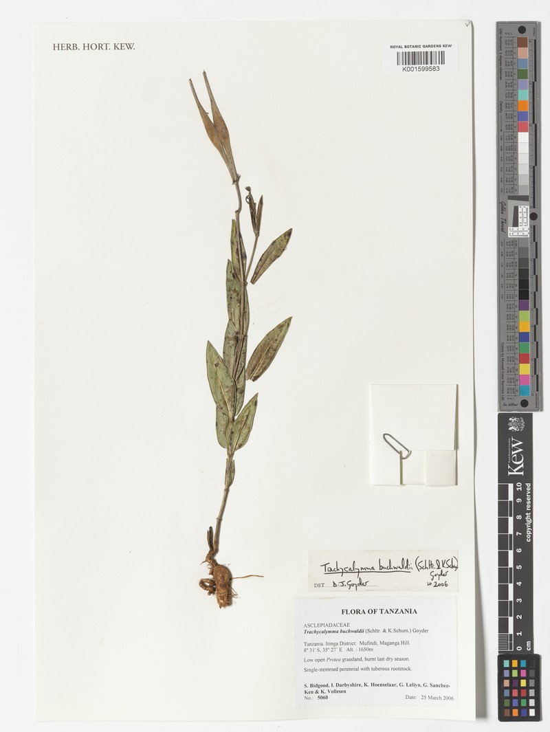 Asclepias buchwaldii photo 4