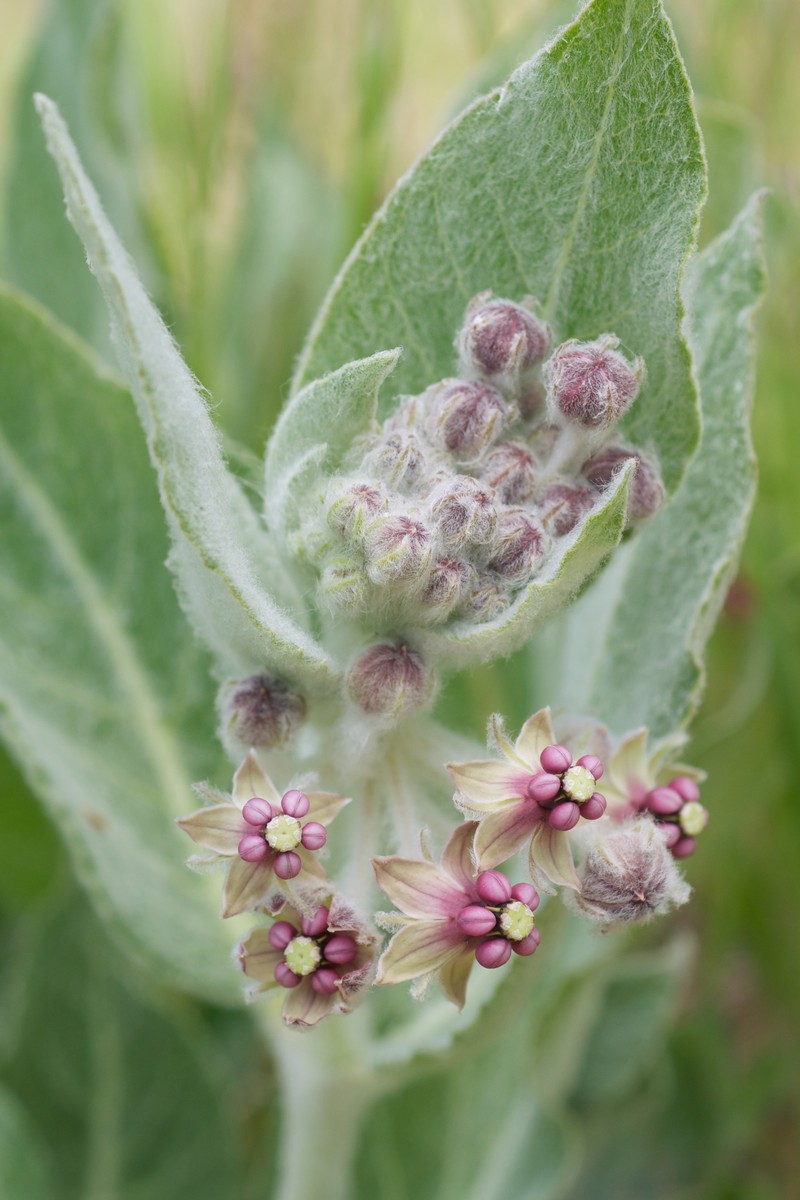 California Milkweed