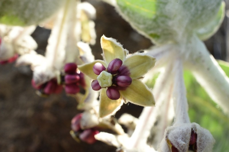 California Milkweed photo 2