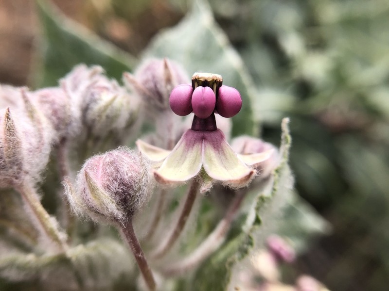 California Milkweed photo 3