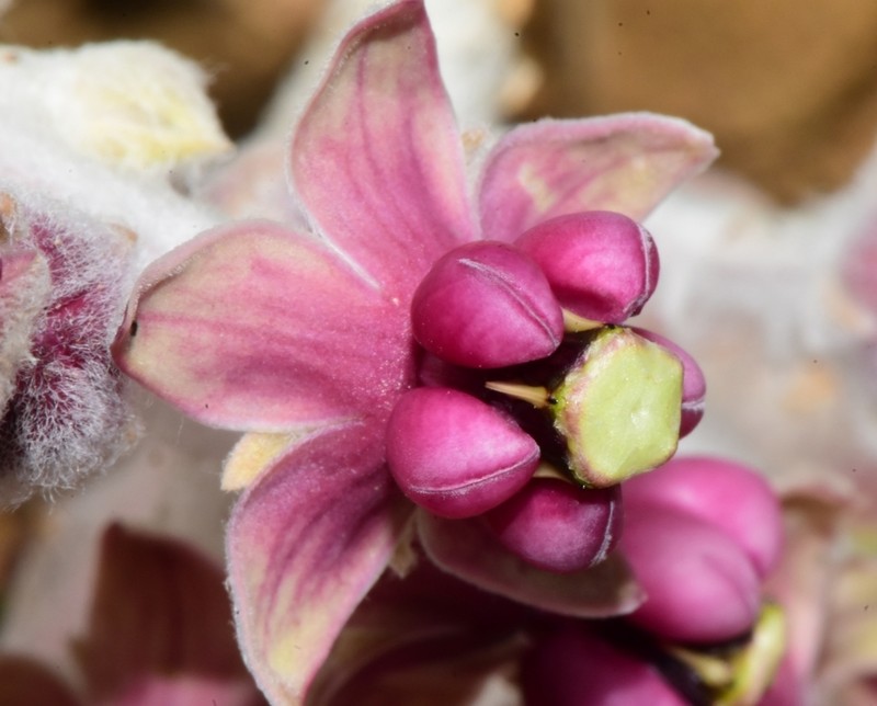 California Milkweed photo 4