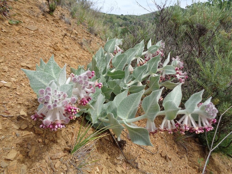 California Milkweed photo 5